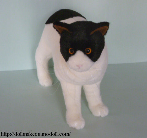 Bicolor cat