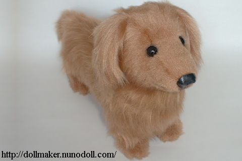 Long hair Dachshund