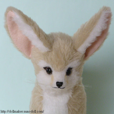 Fennec face