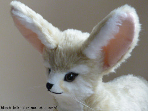 Fennec face